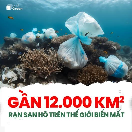 THẾ GIỚI ĐÃ MẤT 12.000KM² RẠN SAN HÔ – ĐÂU SẼ LÀ TƯƠNG LAI CỦA ĐẠI DƯƠNG?